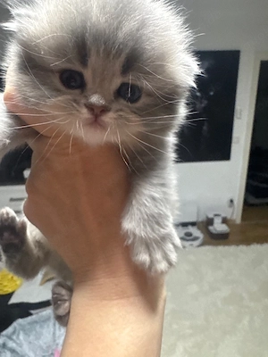 BLH Kitten