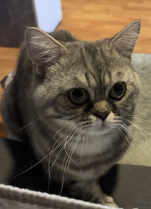Deckkater BKH Männlich