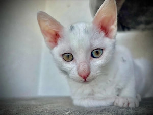 Devon Rex Kitten