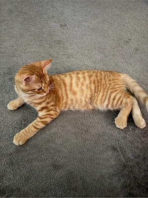 babykatze 15 wochen alt