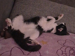 Katze und Zubehör