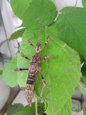 gespensterschrecken Trachyaretaon sp Nord Luzon