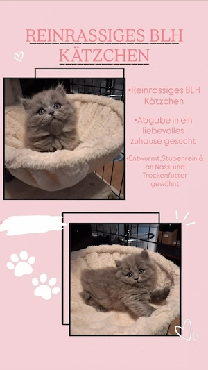BlH-Kitten 1 Mädchen frei 