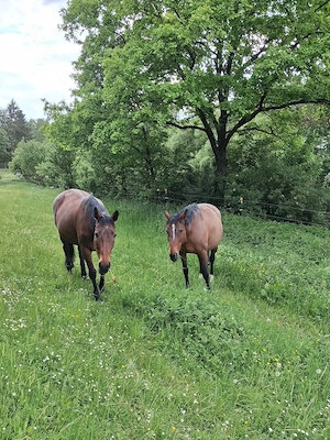 Stellplatz für älteres Pferd   Rentner
