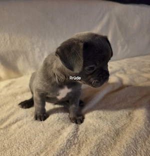 Noch 2 kleine Frenchies