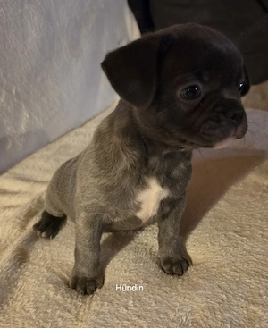 Noch 2 kleine Frenchies