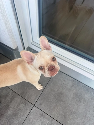 Französische Bulldogge 