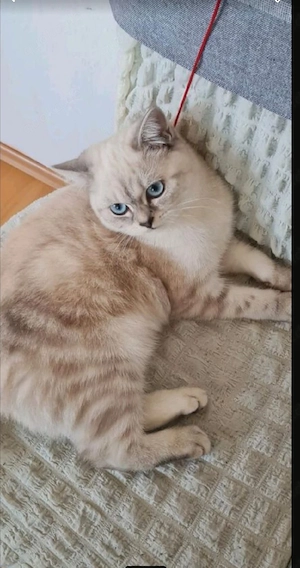biete ein 11 monat BKH katze