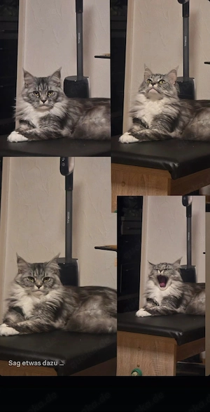 Bella   wunderschöne Maine-Coon-Mix Katze sucht liebevolles Zuhause