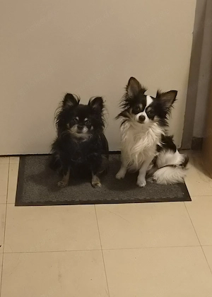 Chihuahuas 