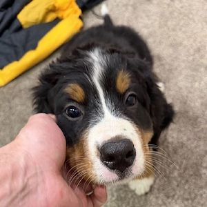Berner Sennenhund-Welpen   Jetzt verfügbar.