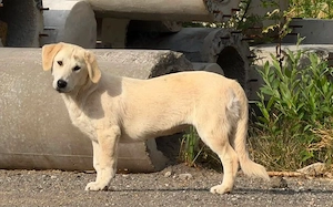 Hübsche Stella sucht Familie