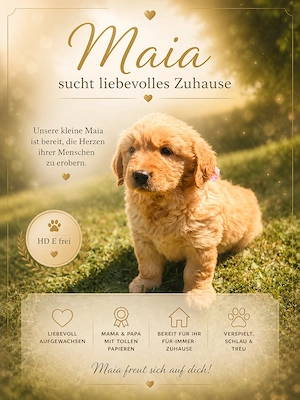 Golden Retriever Welpen 