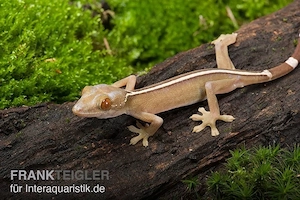 Streifengeckos 0.2
