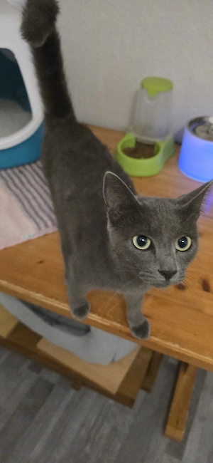 sehr schöner kater