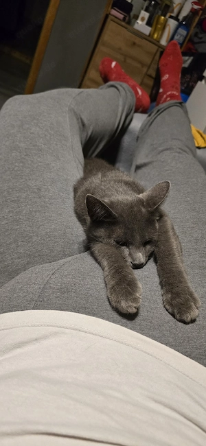 sehr schöner kater Bild 3