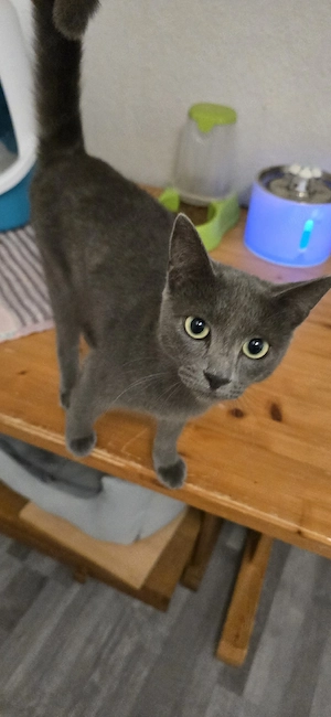 sehr schöner kater Bild 2