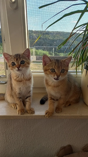 2 BKH Kitten (Geschwister) zu haben!