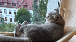 Silver sucht ein liebevolles neues Zuhause     