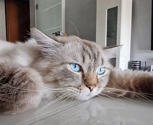 Deckkater Britisch Langhaar, mit schöne blauen Augen, geimpft mit großen Erfahrung und Geduld 
