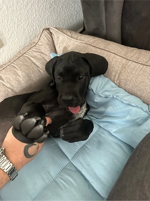 Cane Corso Rüde Balu   4 Monate   mit Papieren & Zubehör   