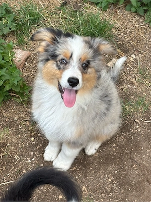 Tolle Mini Australian Shepherd Welpen AB SOFORT