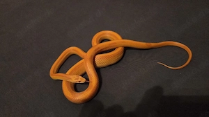 Kornnatter (Pantherophis guttatus)