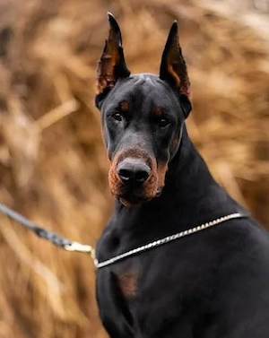 Ich SUCHE Dobermann Rüde 