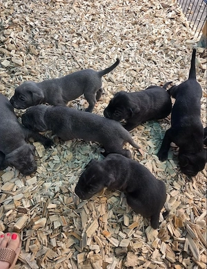 Cane Corso Hunde verfügbar. 