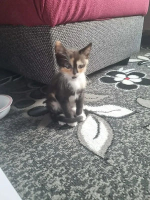 3 kleine Kitten