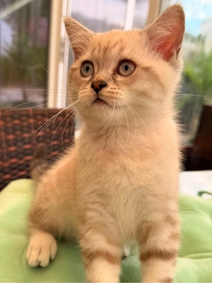 BKH Perser mix Kitten