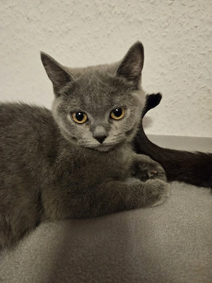 bkh Britisch Kurzhaar kitten Mädchen abgabebereit