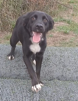 Antonella, a.d.Tierschutz, sucht Happy-Home 