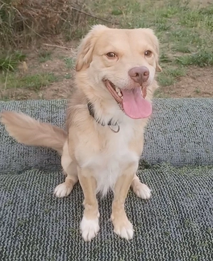 Balou, a.d.Tierschutz, sucht Happy-Home 