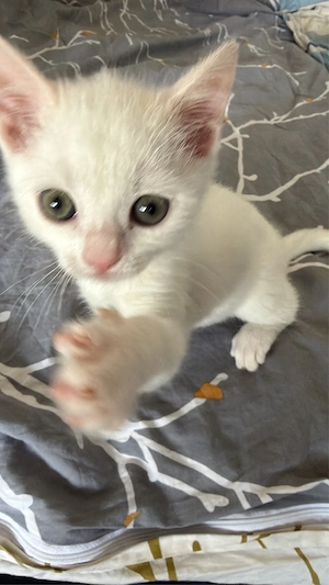 7 Woche altew Baby Kitten (m)