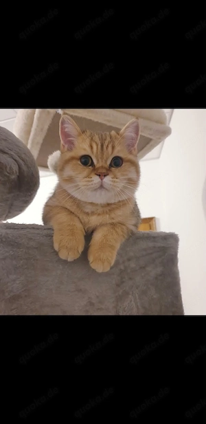 Britisch Kurzhaar Deckkater   10 Monate alt   