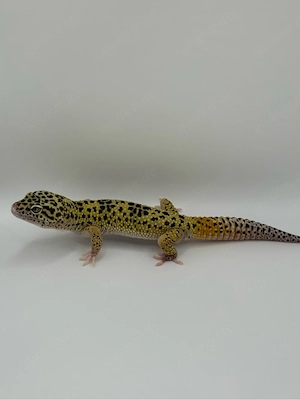 Verkaufe Leopardgecko