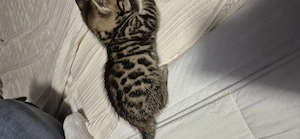 Bengal Kitte Mix abzugeben 