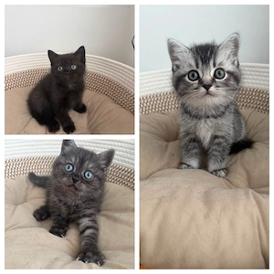 BKH  Kitten 
