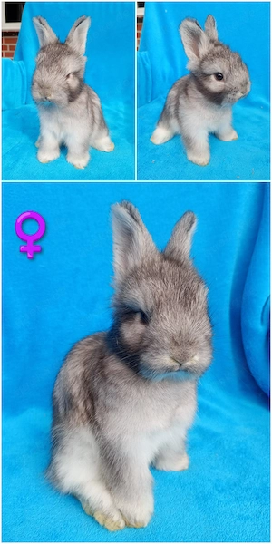 Reinrassige Angora Kaninchen suchen ein liebevolles Zuhause 