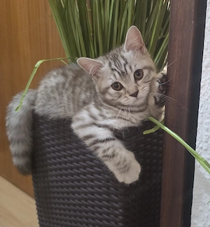 Bkh reinrassige Kitten 