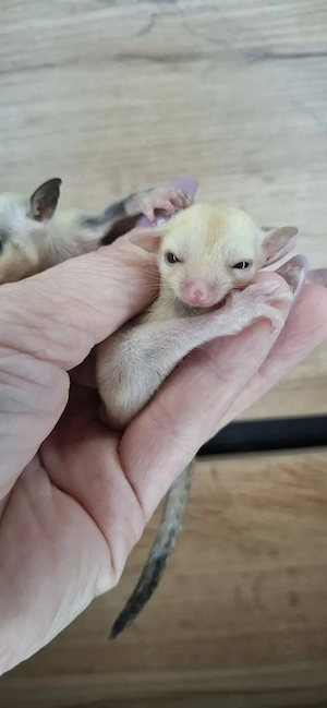 Cremino männchen sugar glider