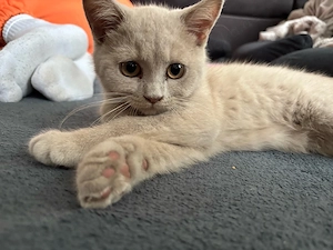 Liebevolles Zuhause für unsere kleine BKH-Kätzchen gesucht 