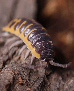 Porcellio Ornatus , Asseln
