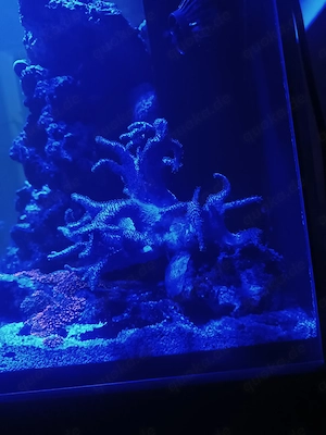 Weichkoralle Sinularia sp
