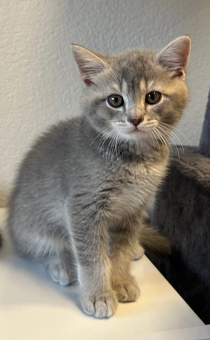 BKH Katerchen blue-golden-tabby ticked