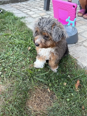 Chipoo Rüde, Chihuahua x Pudel, ähnlich Maltipoo