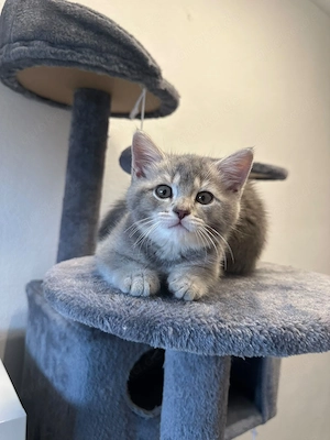 BKH Katerchen blue-golden-tabby ticked