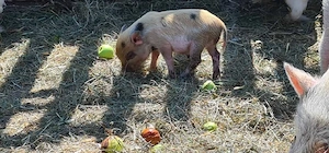 Minipig Ferkel Tea Cup Minischweine 