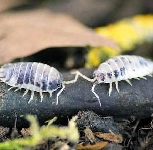 Porcellio Laevis Panda, Asseln